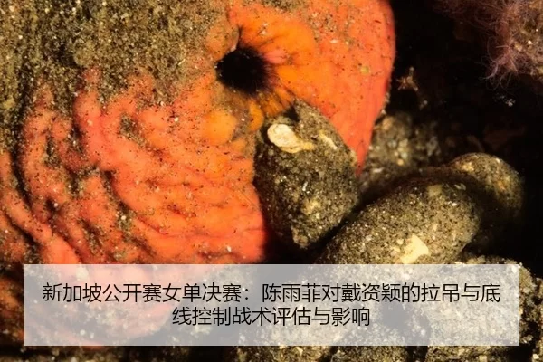 xin-jia-po-gong-kai-sai-nv-dan-jue-sai-chen-yu-fei-dui-dai-zi-ying-de-la-diao-yu-di-xian-kong-zhi-zhan-shu-ping-gu-yu-2-648.jpg